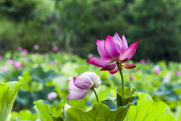 莲花池