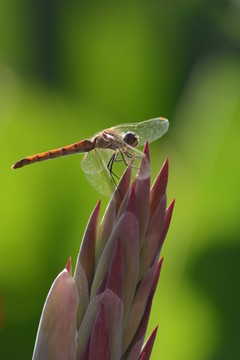 蜻蜓蓓蕾