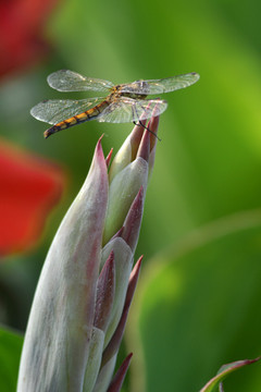 蜻蜓蓓蕾