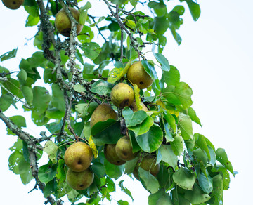 长满果实的梨树