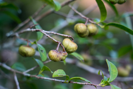 茶树果子