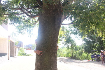 260岁皂荚树
