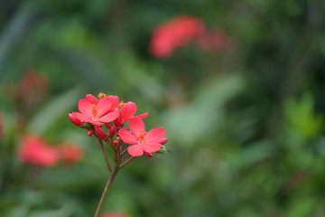 蜜蜂采蜜