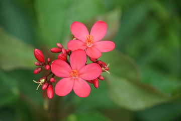 蜜蜂采蜜