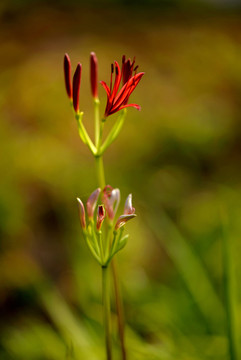 曼姝沙华花蕾