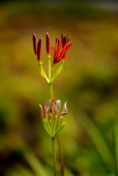 曼珠沙华花蕾