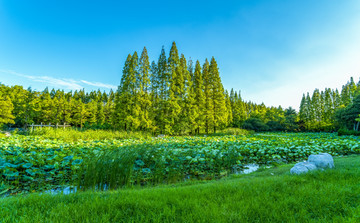 森林湖泊