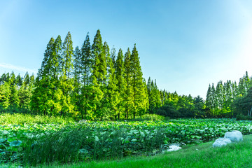 公园湖泊绿树林