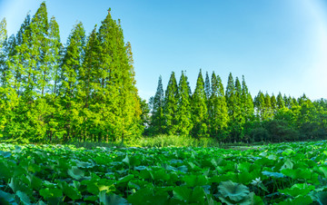 公园湖泊绿树林