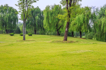 虞舜公园的绿树草坪