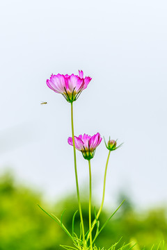 格桑花