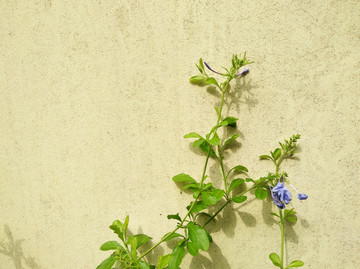 植物特写