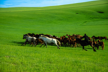 夏季呼伦贝尔草原蒙古族套马