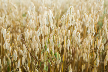 秋天的莜麦