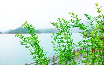 东江湖景区