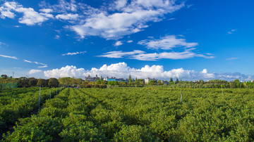 杜鹃盆景培植