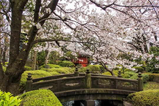 清水寺樱花