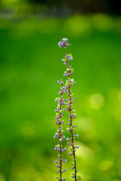 麦门冬紫色碎花