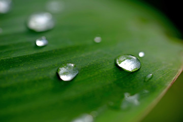 芭蕉叶上的水滴