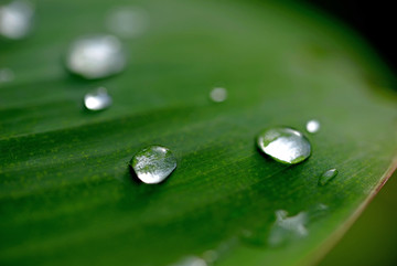 芭蕉叶上的雨水水珠