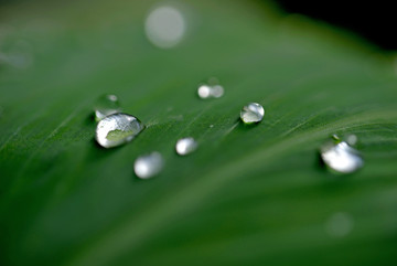 芭蕉叶上的水滴露水