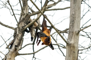 水果蝙蝠