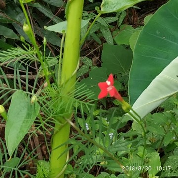 五角星花