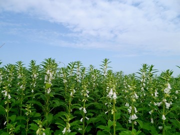 芝麻田