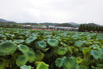 古田会址前的荷叶