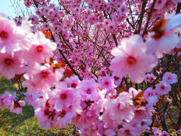 春暖花开