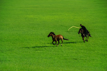 草原上的蒙古族套马