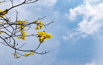 黄钟木黄花枝