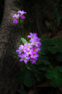 紫花酢浆草