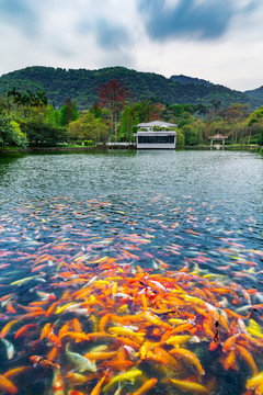 白云山明珠湖赏鱼