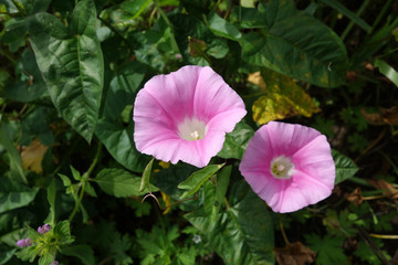 野生花卉打碗花