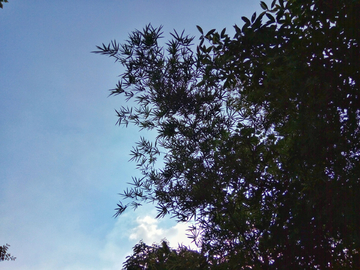 蓝天树枝背景