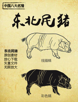 中國八大名豬之東北民豬