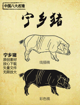 中国八大名猪之宁乡猪