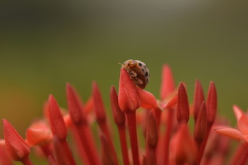 龙船花