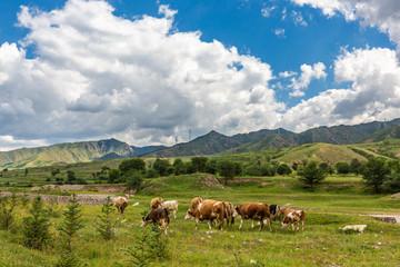 张家口冰山梁自然风景