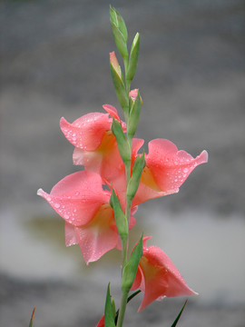 美丽的唐菖蒲花朵