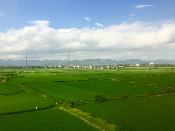 田野