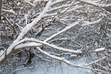 雪后的树枝