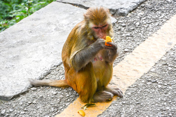 吃橘子的猴子