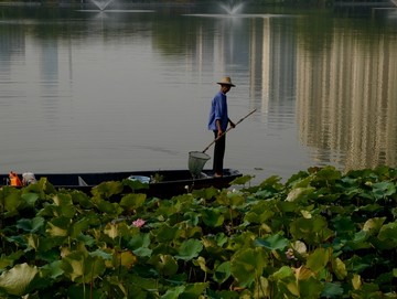 荷塘打捞漂浮物