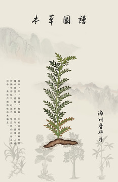 骨碎補