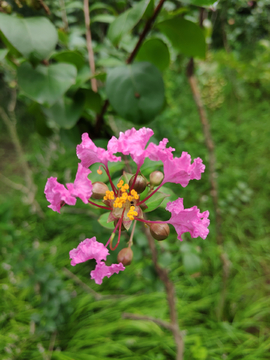 粉色的花