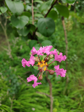 粉色的花