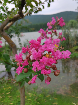 粉色的花