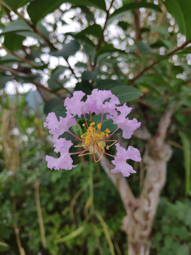 粉色的花